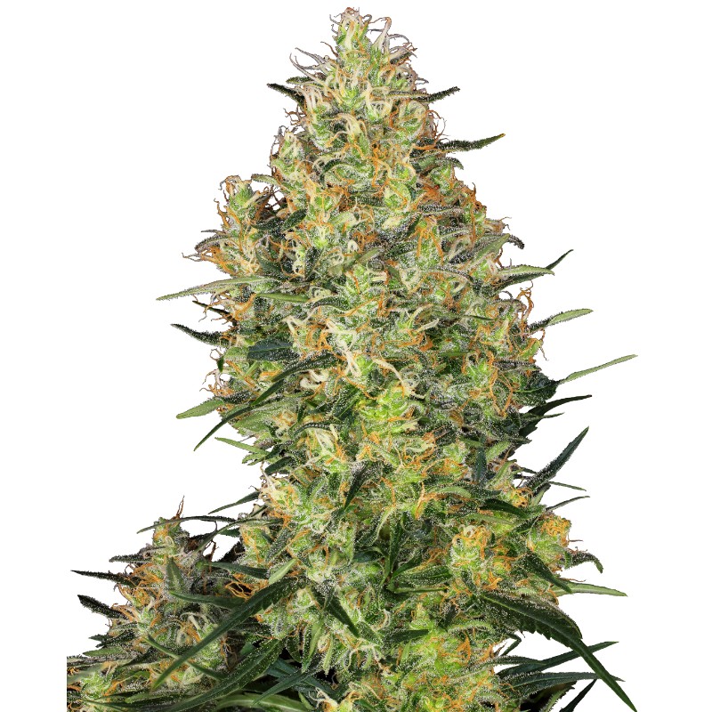 SHIVA SKUNK · Sensi Seeds · cannabis seeds · Fem