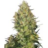 SHIVA SKUNK · Sensi Seeds · cannabis seeds · Fem