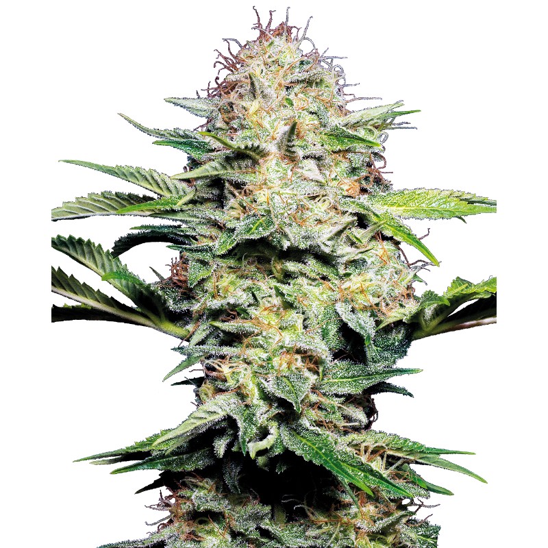 SENSI SKUNK AUTOMATIC · Sensi Seeds · semi di canapa indiana · AutoFem