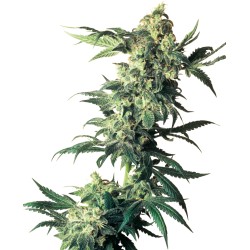 NORTHERN LIGHTS · Sensi...