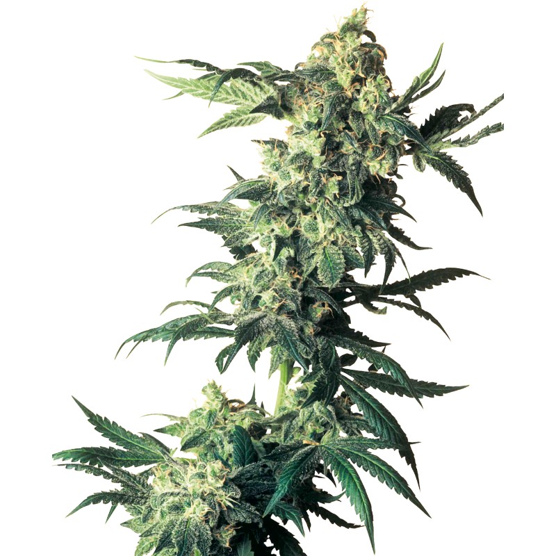 NORTHERN LIGHTS · Sensi Seeds · sementes de maconha · Fem