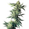NORTHERN LIGHTS · Sensi Seeds · kenevir tohum · Disi · Fem
