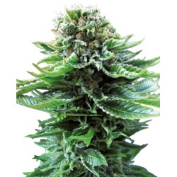 NORTHERN LIGHTS AUTO ·...