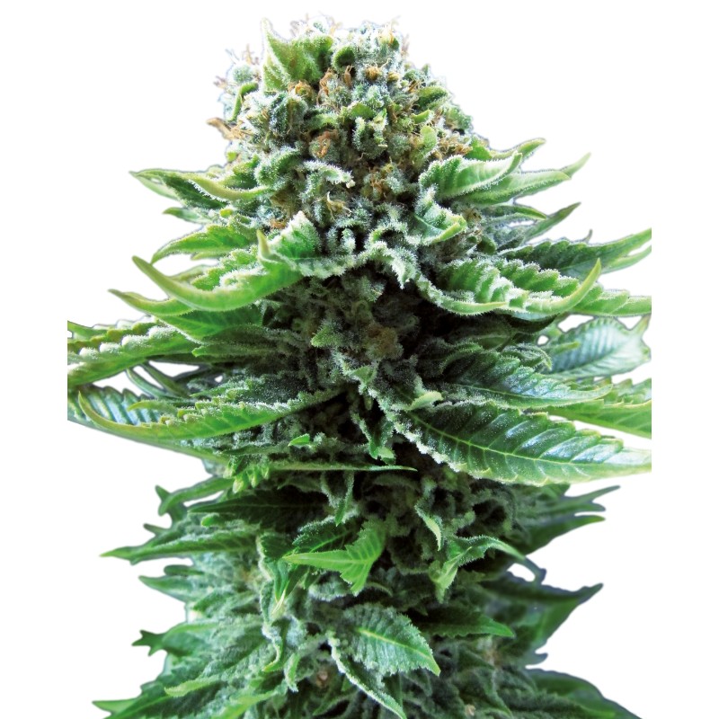 Northern Lights Auto – Sementes Autoflorescentes Sensi Seeds
