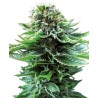 Northern Lights Auto – Sementes Autoflorescentes Sensi Seeds