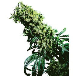 NORTHERN LIGHTS 5 X HAZE ·...