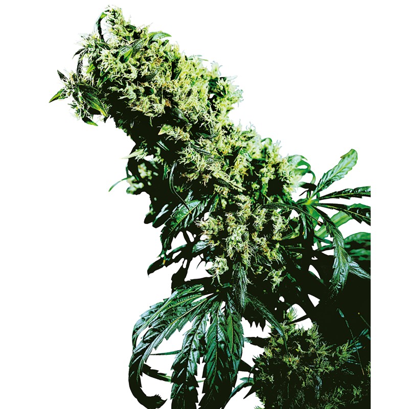 NORTHERN LIGHTS 5 X HAZE · Sensi Seeds · sementes  maconha · Fem