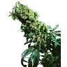 NORTHERN LIGHTS 5 X HAZE · Sensi Seeds · sementes  maconha · Fem