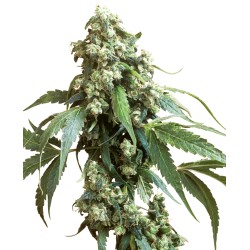 JACK FLASH 5 · Sensi Seeds...
