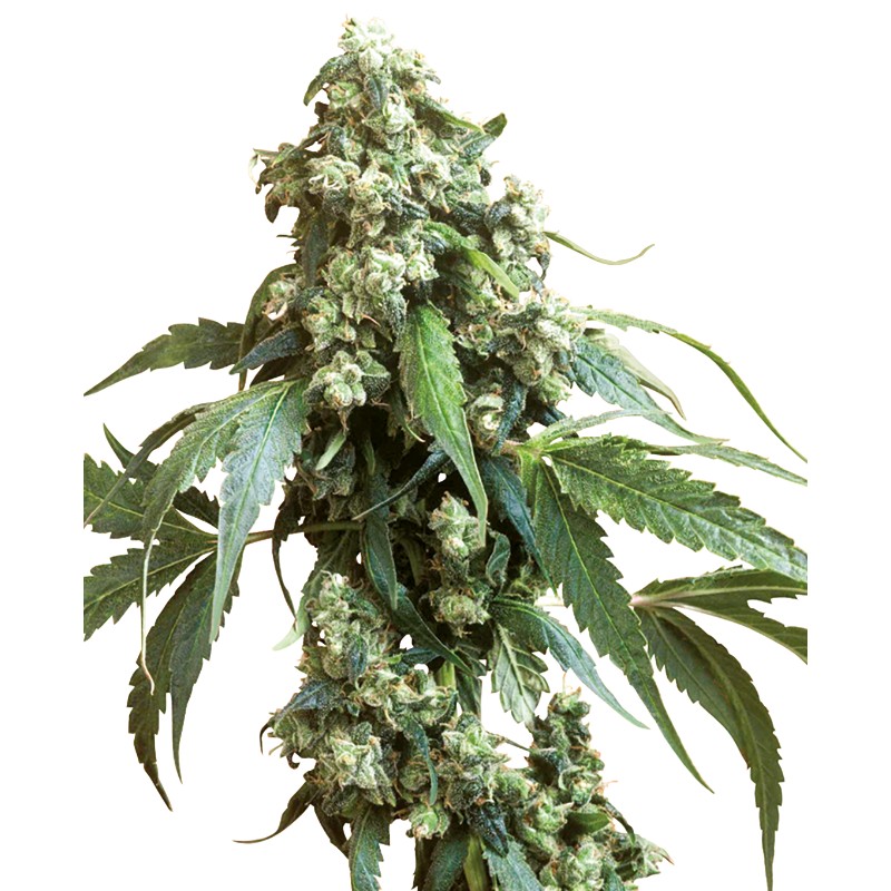 JACK FLASH 5 · Sensi Seeds · kaufen cannabis samen · Fem