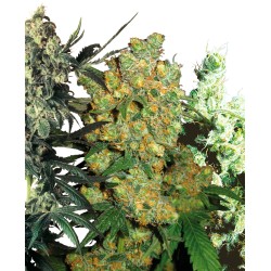 FEMINIZED MIX · Sensi Seeds...