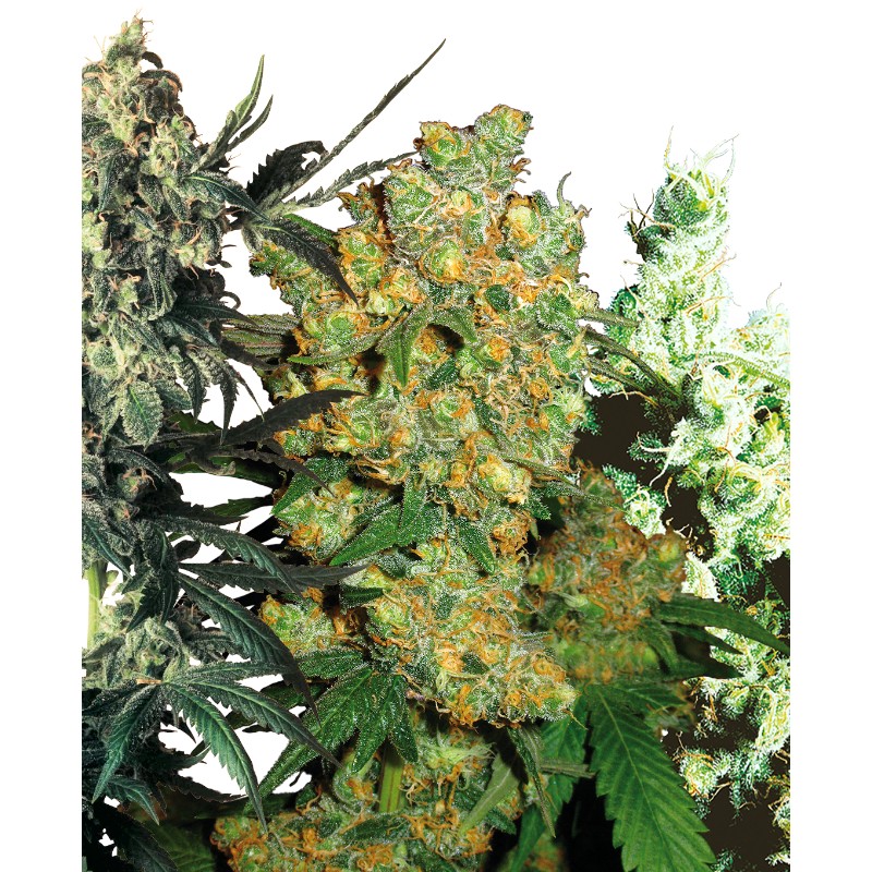 FEMINIZED MIX · Sensi Seeds · kenevir tohum · Disi · Fem