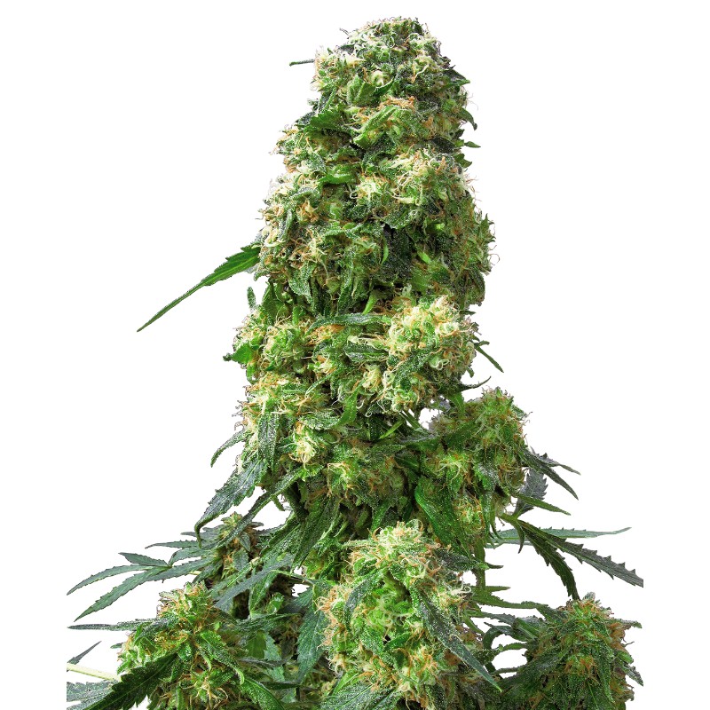 EARLY SKUNK · Sensi Seeds · graines de cannabis · Fem