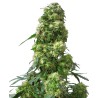 EARLY SKUNK · Sensi Seeds · graines de cannabis · Fem
