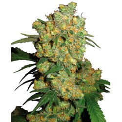 BIG BUD · Sensi Seeds ·...