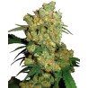 BIG BUD · Sensi Seeds · graines de cannabis · Fem
