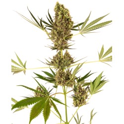 ALPINE DELIGHT CBD AUTO ·...