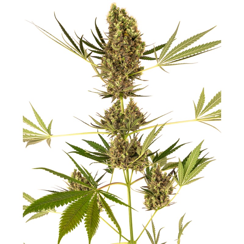 ALPINE DELIGHT CBD AUTO · Sensi Seeds · cannabis seeds · AutoFem