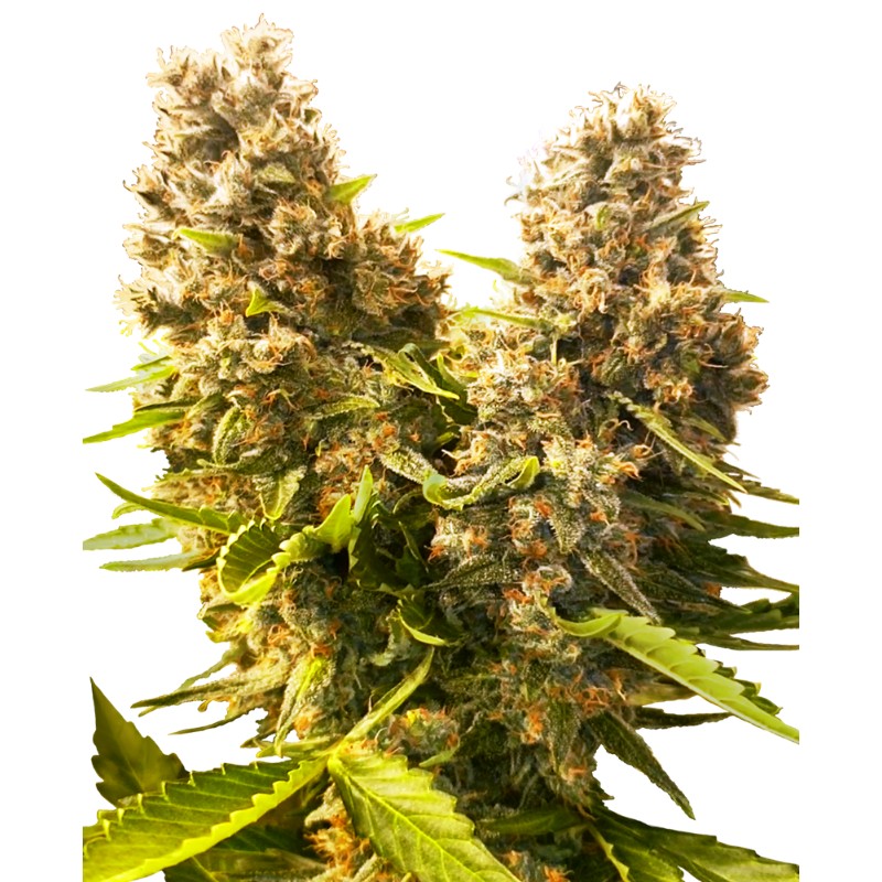 BANANA KUSH CAKE AUTO · Sensi Seeds · semi di canapa indiana · AutoFem