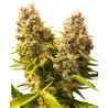 BANANA KUSH CAKE AUTO · Sensi Seeds · sementes de maconha · AutoFem