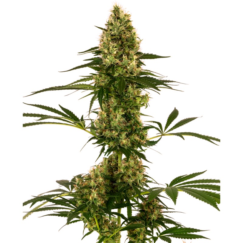 BLUE BULLET AUTO · Sensi Seeds · sementes de maconha · AutoFem