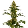 BLUE BULLET AUTO · Sensi Seeds · semi di canapa indiana · AutoFem