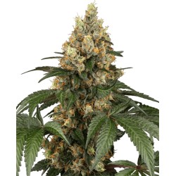 CHOCOLATE RAINBOW XXL ·...