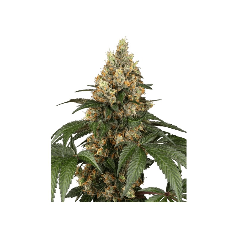 CHOCOLATE RAINBOW XXL · Sensi Seeds · cannabis seeds · Fem