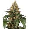 CHOCOLATE RAINBOW XXL · Sensi Seeds · semillas de marihuana · Fem