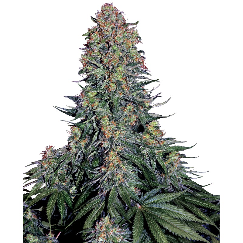 BLUE SKUNK · Sensi Seeds · cannabis samen · Fem