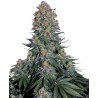 BLUE SKUNK · Sensi Seeds · semillas de marihuana · Fem