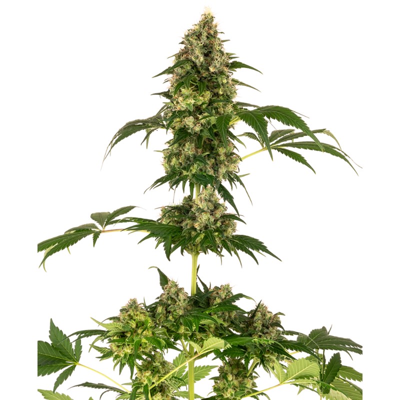 COBALT HAZE · Sensi Seeds · cannabis samen · Fem