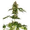 COBALT HAZE · Sensi Seeds · cannabis samen · Fem