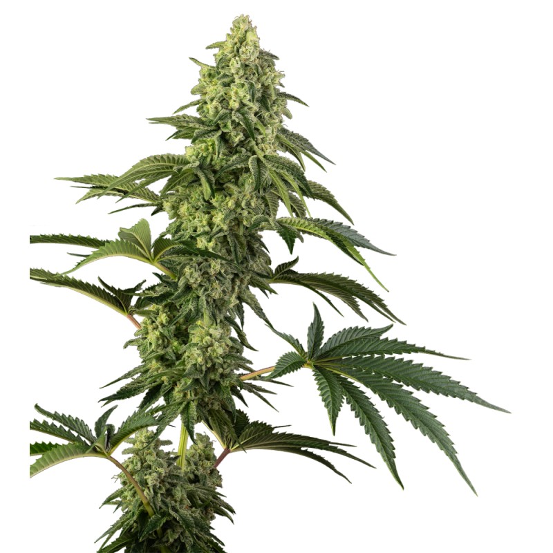 COSMIC KISS · Sensi Seeds · cannabis samen · Fem