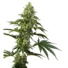 COSMIC KISS · Sensi Seeds · sementes de maconha · Fem