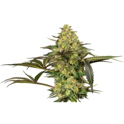 GRAPEVINE CANDY · Sensi...