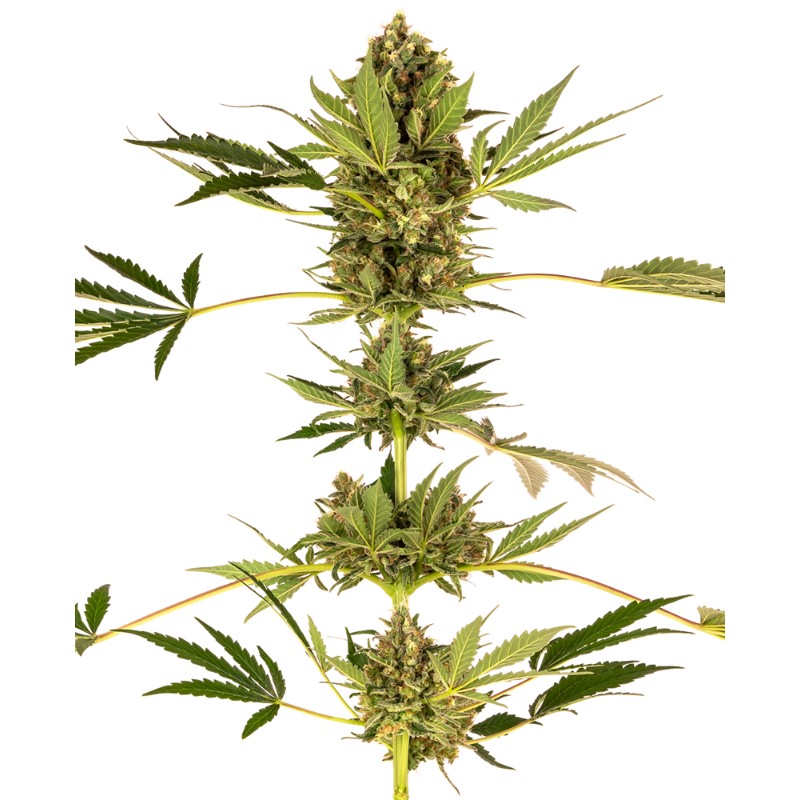 HIMALAYAN CBD · Sensi Seeds · cannabis samen · Fem