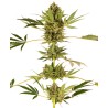HIMALAYAN CBD · Sensi Seeds · cannabis samen · Fem