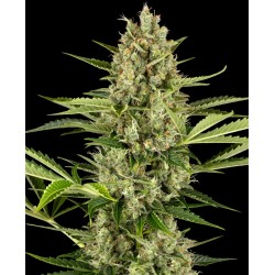 JACK HERER AUTO · Sensi...