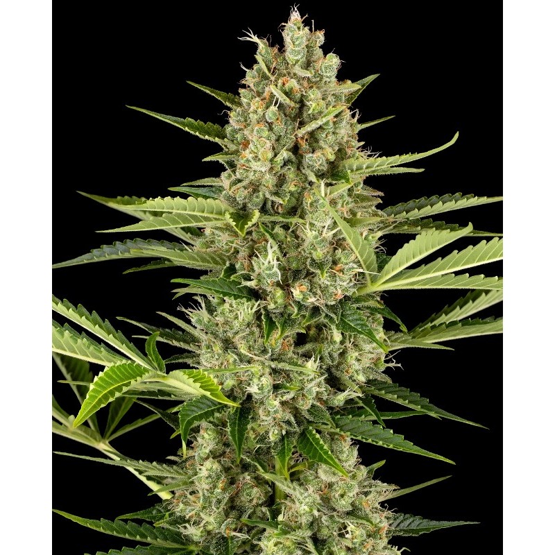 JACK HERER AUTO · Sensi Seeds · kenevir tohum ·  AutoFem