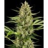 JACK HERER AUTO · Sensi Seeds · kenevir tohum ·  AutoFem