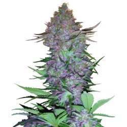 PURPLE SKUNK AUTO · Sensi...