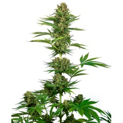 SATIN BLACK DOMINA CBD ·...