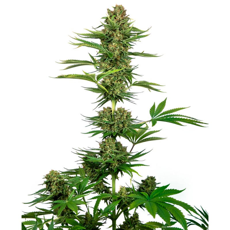 SATIN BLACK DOMINA CBD · Sensi Seeds · kenevir tohum · Disi · Fem