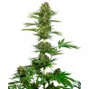 SATIN BLACK DOMINA CBD · Sensi Seeds · cannabis samen · Fem