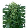 SENSI AMNESIA AUTO · Sensi Seeds · graines de cannabis · AutoFem