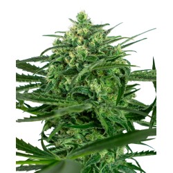 SENSI AMNESIA · Sensi Seeds...