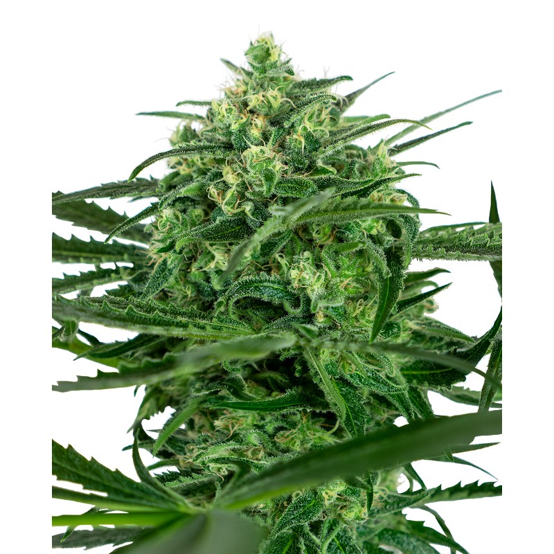 SENSI AMNESIA · Sensi Seeds · cannabis samen · Fem