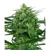 SENSI AMNESIA · Sensi Seeds · cannabis samen · Fem