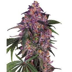 SENSI PURPLE KUSH · Sensi...